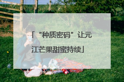“种质密码”让元江芒果甜蜜持续