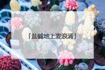 盐碱地上麦浪涌