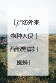 严防外来物种入侵｜西部黑寡妇蜘蛛