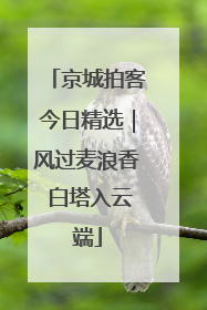 京城拍客今日精选｜风过麦浪香 白塔入云端