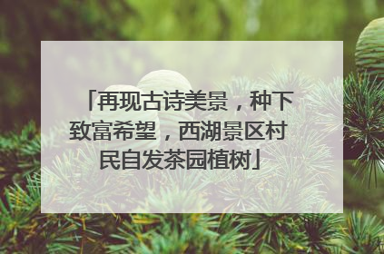 再现古诗美景，种下致富希望，西湖景区村民自发茶园植树