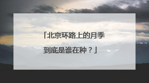 北京环路上的月季到底是谁在种？