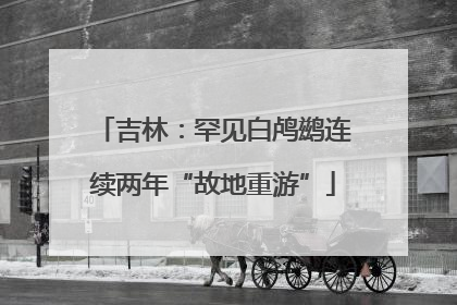 吉林：罕见白鸬鹚连续两年“故地重游”