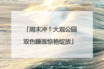 周末冲！大观公园双色睡莲惊艳绽放