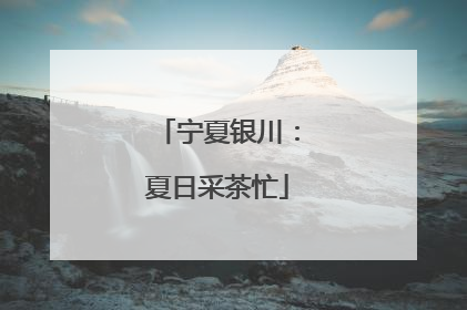 宁夏银川：夏日采茶忙