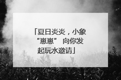 夏日炎炎，小象“崽崽” 向你发起玩水邀请
