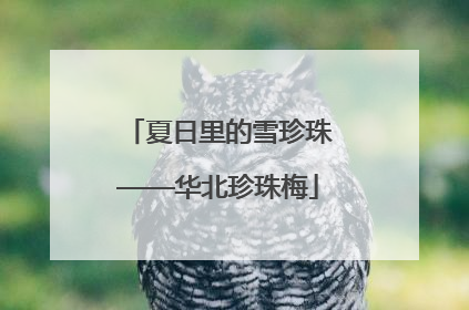 夏日里的雪珍珠——华北珍珠梅