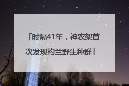 时隔41年，神农架首次发现杓兰野生种群