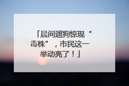 晨间遛狗惊现“毒株”，市民这一举动亮了！