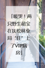 暖哭！两只野生萌宝在抚松林业局“住”上了VIP病房