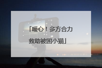 暖心！多方合力救助被困小猫