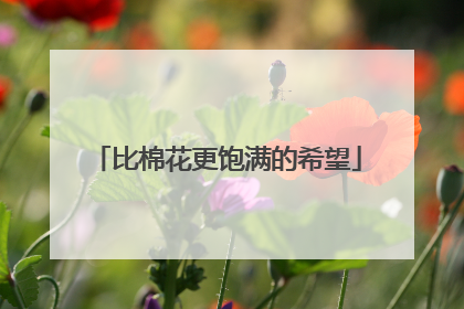 比棉花更饱满的希望