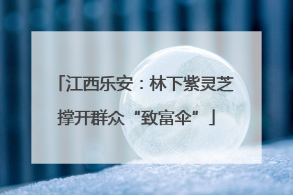 江西乐安：林下紫灵芝撑开群众“致富伞”
