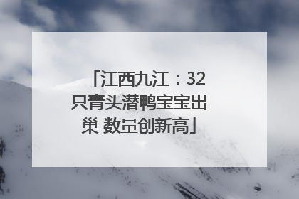 江西九江：32只青头潜鸭宝宝出巢 数量创新高