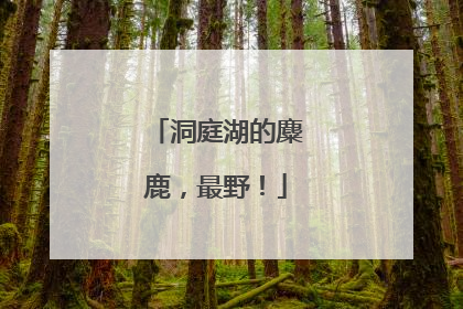 洞庭湖的麋鹿，最野！