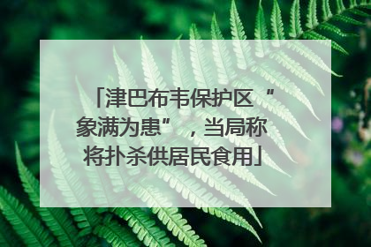 津巴布韦保护区“象满为患”，当局称将扑杀供居民食用