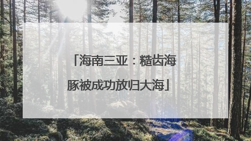 海南三亚：糙齿海豚被成功放归大海