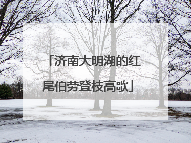 济南大明湖的红尾伯劳登枝高歌