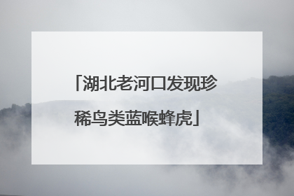 湖北老河口发现珍稀鸟类蓝喉蜂虎