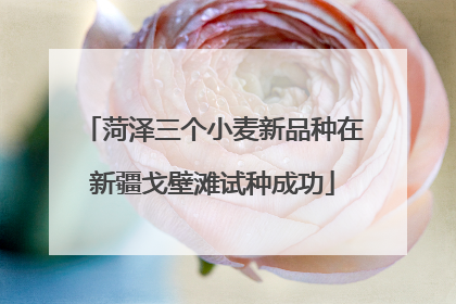 菏泽三个小麦新品种在新疆戈壁滩试种成功