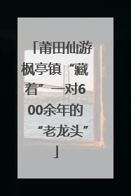 莆田仙游枫亭镇“藏着”一对600余年的“老龙头”