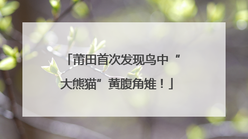 莆田首次发现鸟中“大熊猫”黄腹角雉！