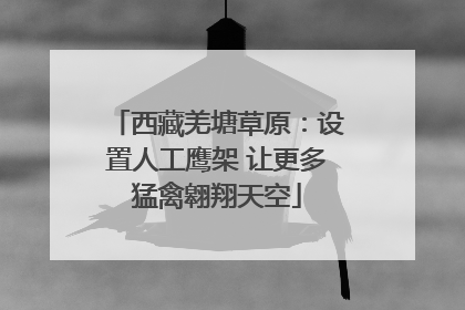 西藏羌塘草原：设置人工鹰架 让更多猛禽翱翔天空