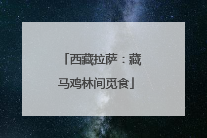 西藏拉萨：藏马鸡林间觅食