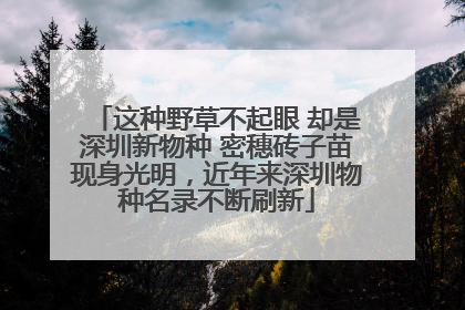 这种野草不起眼 却是深圳新物种 密穗砖子苗现身光明，近年来深圳物种名录不断刷新