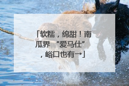 软糯，绵甜！南瓜界 “爱马仕”，峪口也有→