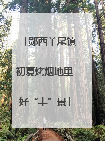 郧西羊尾镇初夏烤烟地里好“丰”景