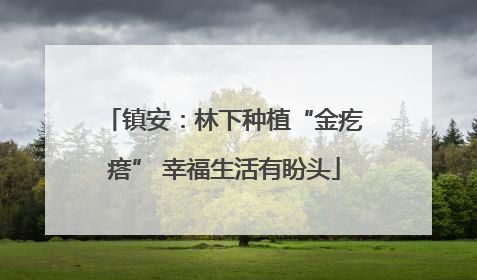 镇安：林下种植“金疙瘩” 幸福生活有盼头