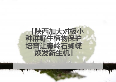 陕西加大对极小种群野生植物保护培育让秦岭石蝴蝶焕发新生机