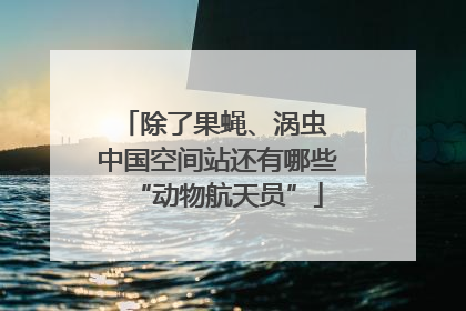 除了果蝇、涡虫 中国空间站还有哪些“动物航天员”