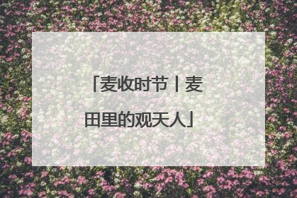麦收时节丨麦田里的观天人
