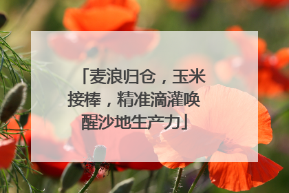 麦浪归仓，玉米接棒，精准滴灌唤醒沙地生产力