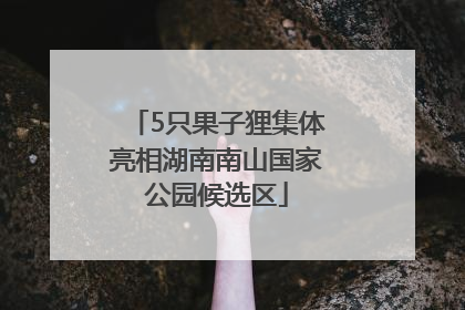 5只果子狸集体亮相湖南南山国家公园候选区