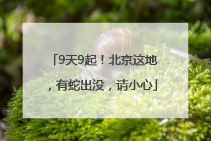 9天9起！北京这地，有蛇出没，请小心